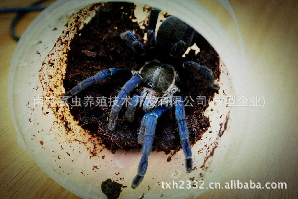 长期供应泰国野生金属蓝蜘蛛