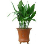 常绿植物—— 一叶兰 