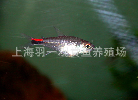 【上海热带观赏鱼养殖场热带鱼批发清道夫鱼】