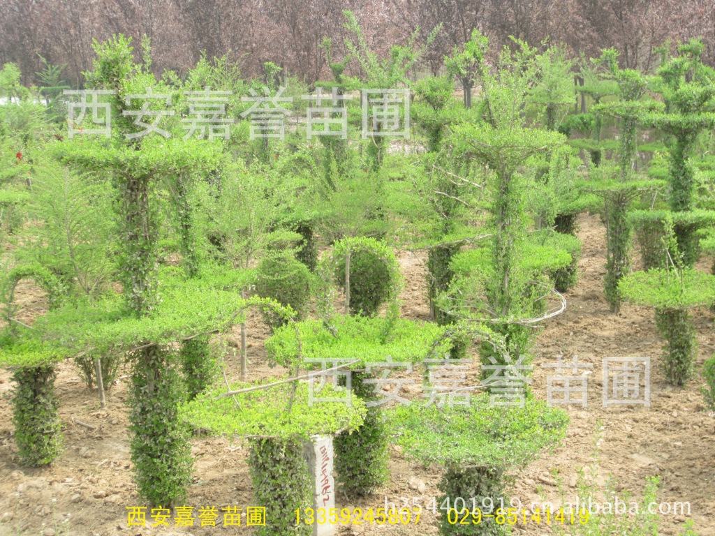 盆景-陕西树木 绿化苗木盆景<em>女贞造型</em> <em>小叶女贞</em>