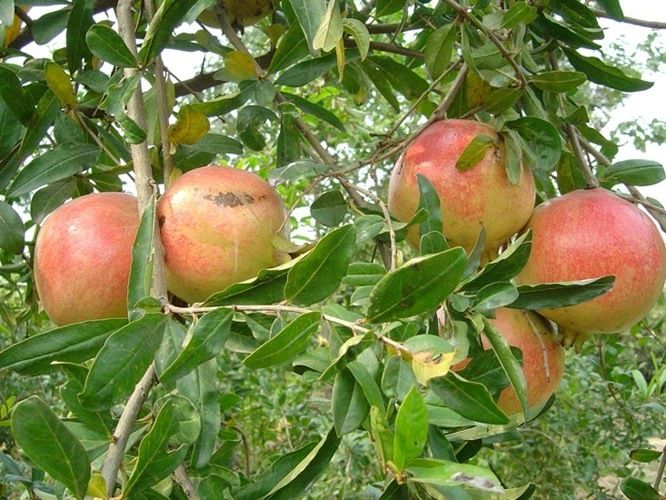 化工原料 农产品 生鲜水果 其他生鲜水果 汁!色如玛瑙,味甜似蜜!