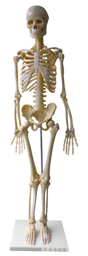 【LM1006 人体全身骨骼模型-解剖模型、医学