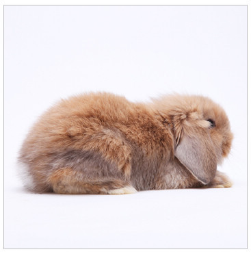 宠物兔兔子 绒绒黄毛 迷你垂耳兔兔宝宝 视频选