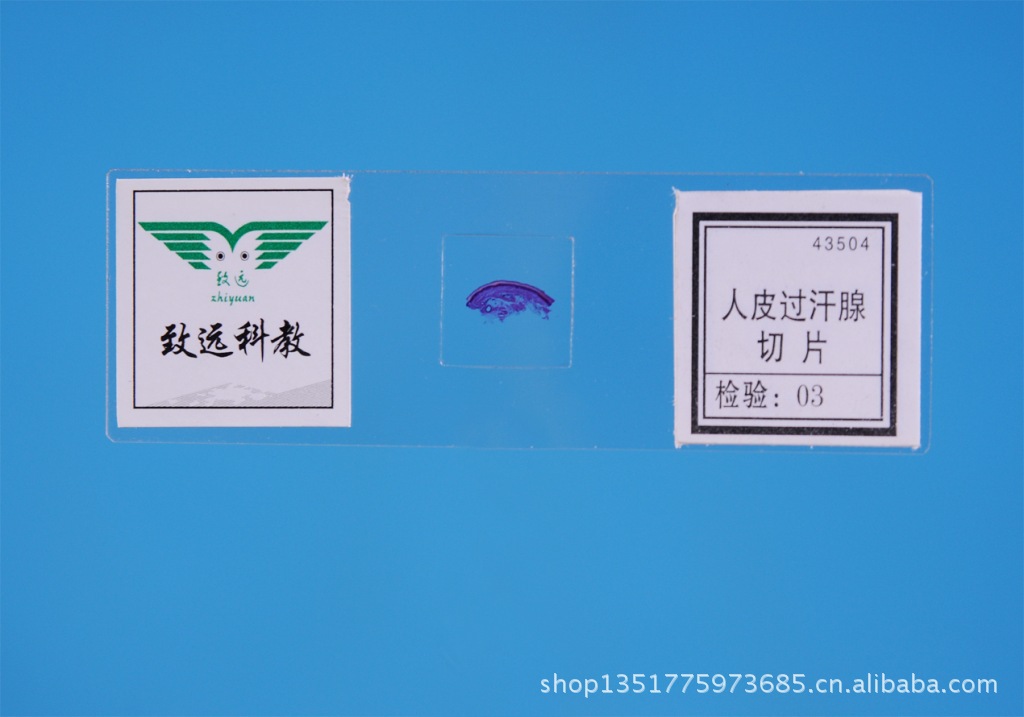 【显微镜玻片标本教学仪器初中生物切片43504人皮过汗腺厂家直销】价格,厂家,图片,学科专用教学设备,山东鄄城致远科教仪器有限公司-马可波罗网