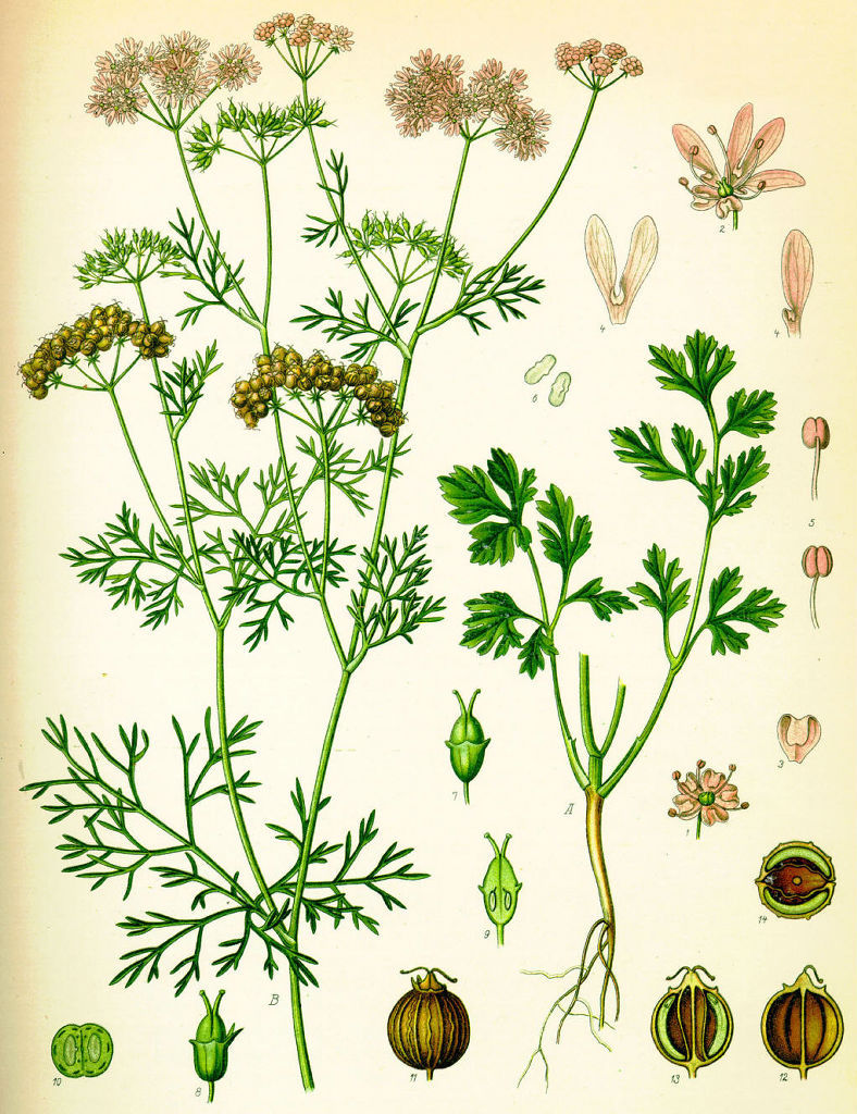 【天然植物香料水蒸汽提取芫荽籽油】价格,厂家,图片,其他香料原料,大连圣汉斯油脂贸易有限公司-马可波罗网