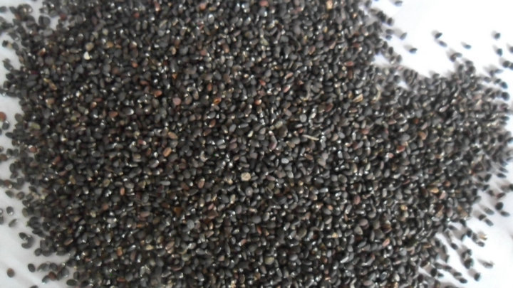 【芳香花卉种子 薄荷种子 多年生草本植物 支持