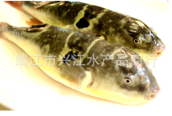 兴江水产 打造一流的河豚鱼销售平台 野生河豚 来电咨询