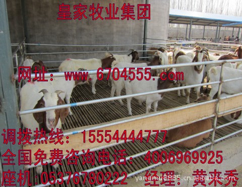 供应纯种和1--6代波尔山羊品种，养殖技术支持 负责运送