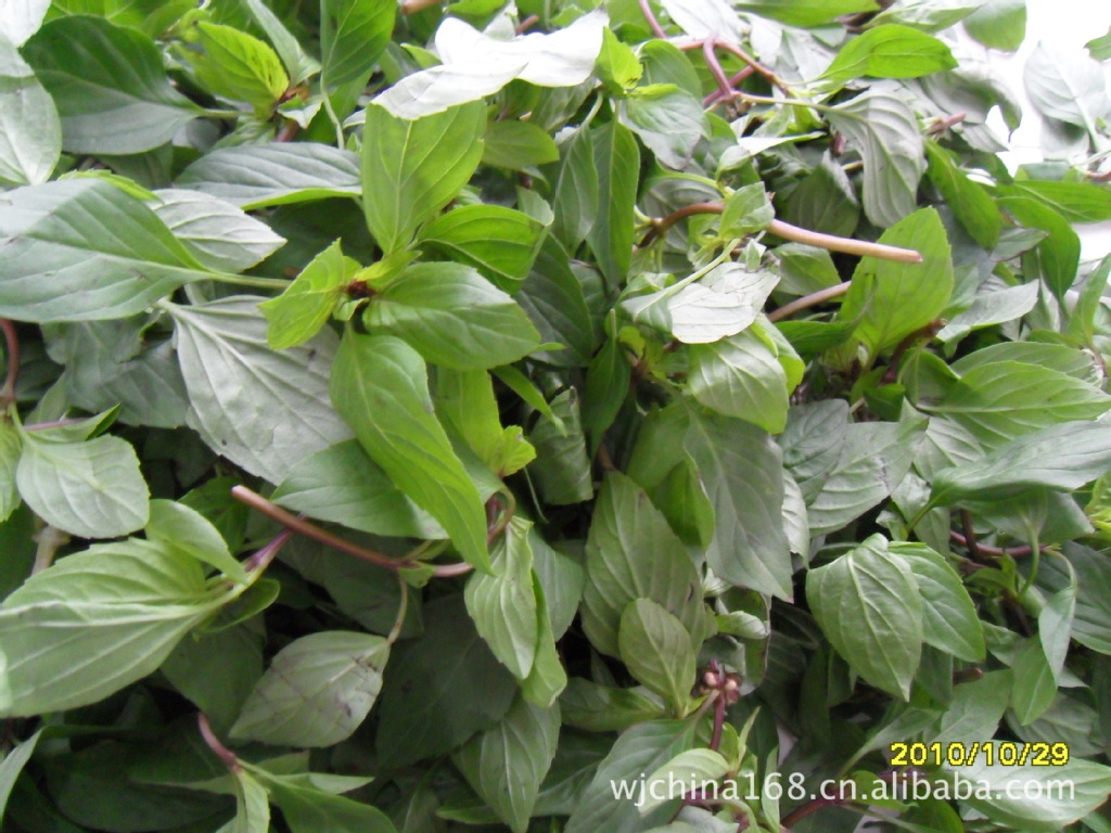 九层塔、罗勒、薄荷、九层塔金不换、-叶菜类