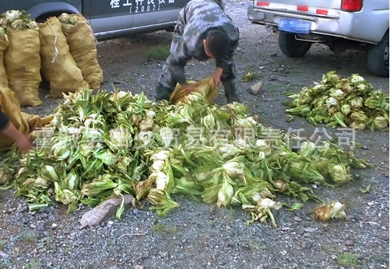 供应批发 新疆特级天山雪莲 野生雪莲花 驱寒保健 假一赔三