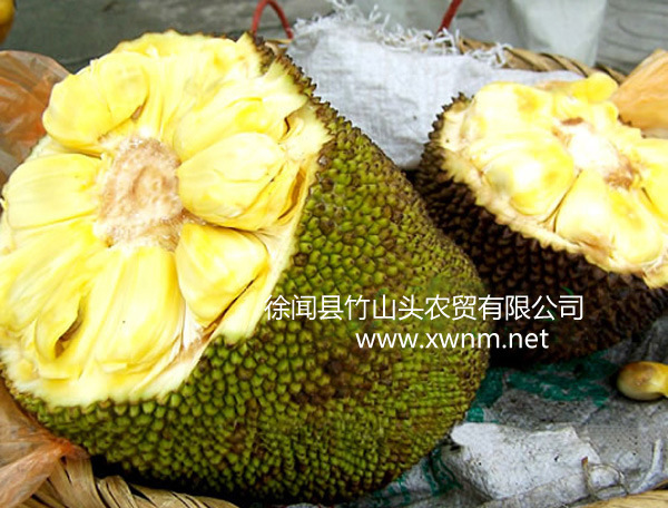 【批发 徐闻产地直供 超甜 超脆 菠萝蜜 木菠萝