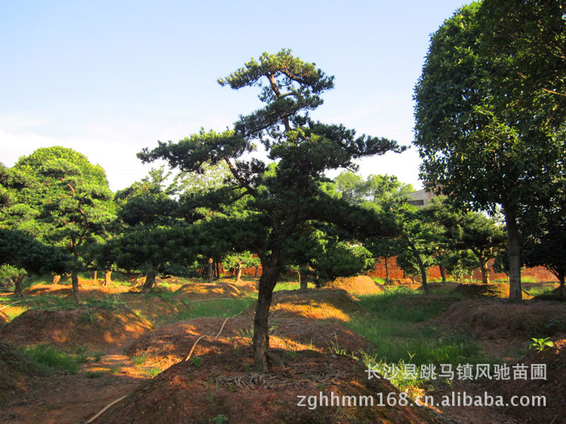 罗汉松小苗 各类绿化小苗 盆栽造型 公园造型树