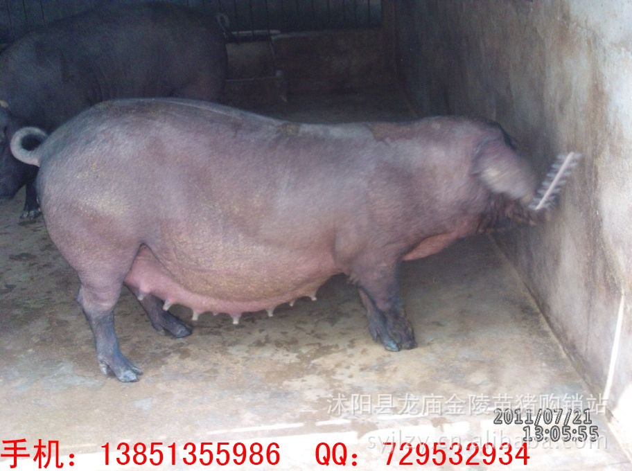 专业养殖批发苏太母猪 价格低 免费提供苏太猪太湖母猪饲养技术