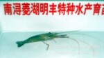 ��Ӧ���ż۸�180Ԫһ��β��������Ϻ��������
