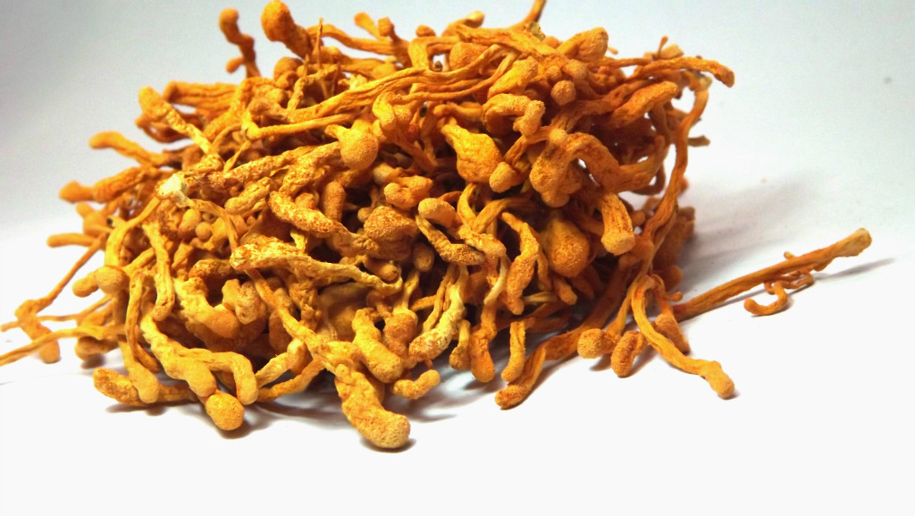 新到货 清香虫草花 大米草 新会草图片,新到货