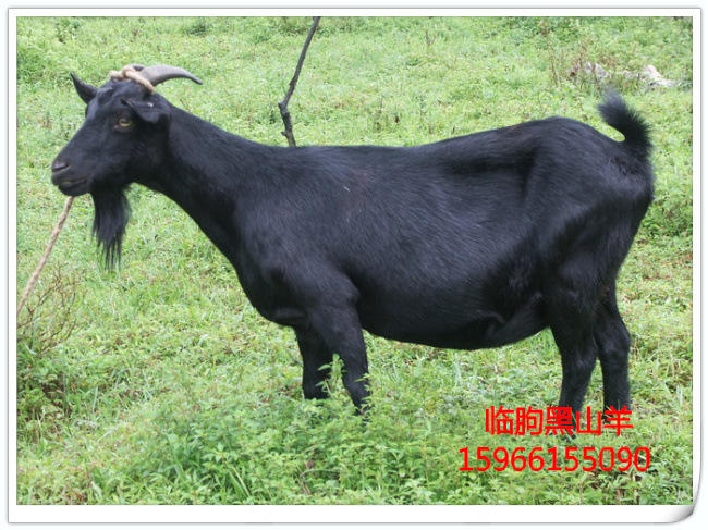 黑山羊出售小黑山羊苗·种黑山羊·肉黑山羊·