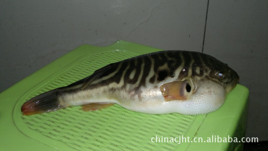 丰汇长江水产专业养殖河豚鱼质保新鲜,鱼类价