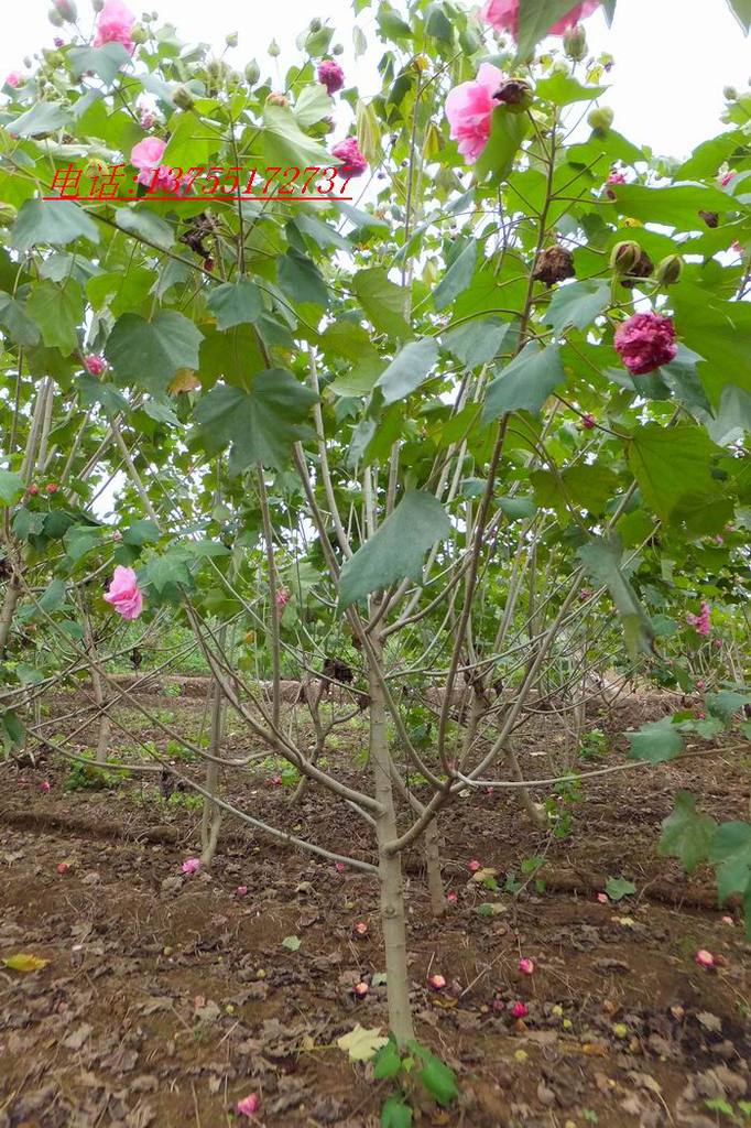 湖南绿化树苗木芙蓉花.花色艳丽.丛生多枝.好成活