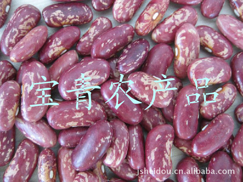 豆)英国红芸豆-价格及生产销售厂家-大丰宝青农