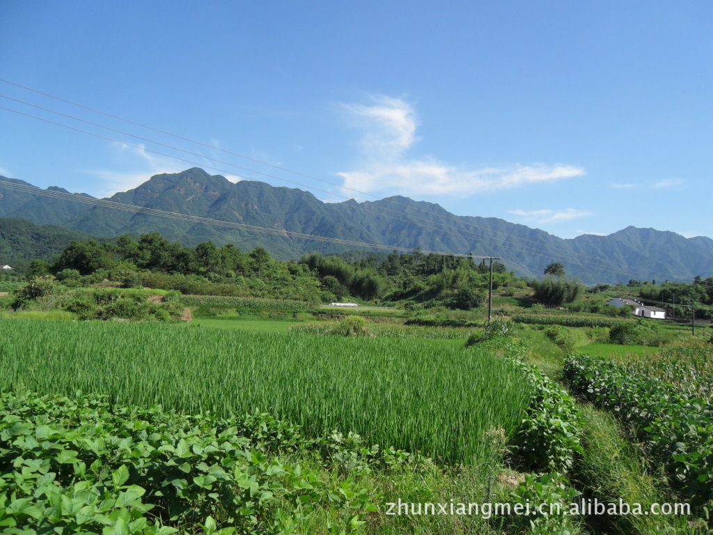 草莓-【产地直销优质无公害】红颜(红颊)草莓-