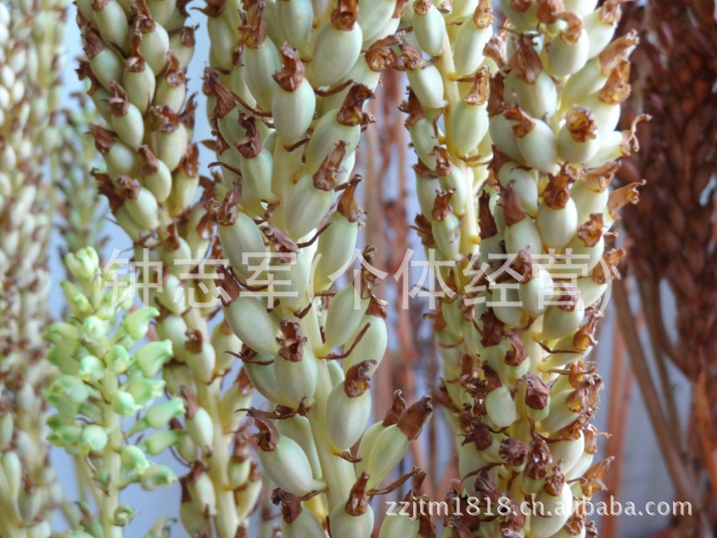 【大量供应-- 宜昌三峡天麻蒴果 各种天麻菌种