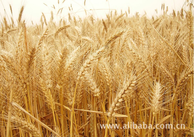 【新品种小麦的种植】