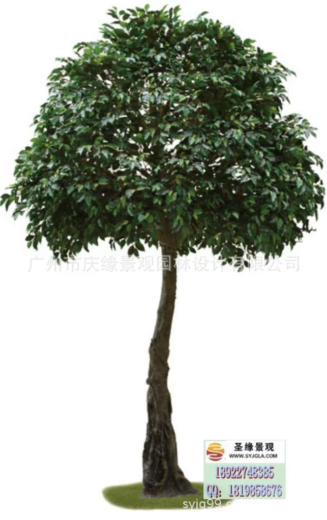 conew_350cm-聚脂杆榕树