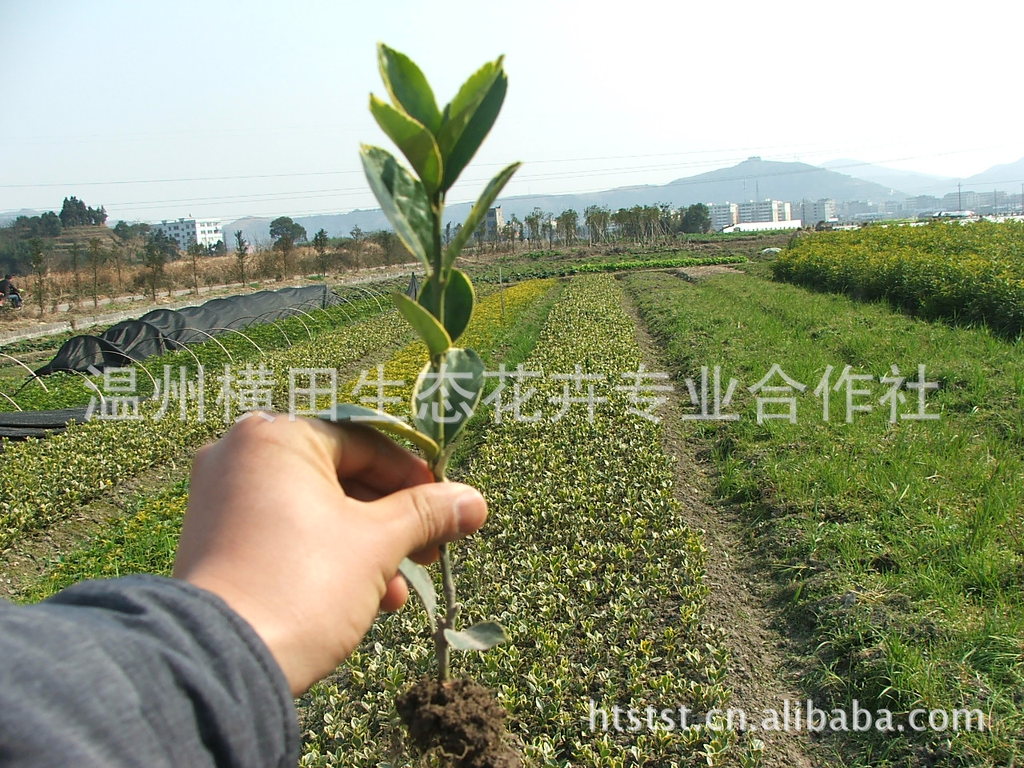 供应 绿化工程 苗木 一年生 金边 黄杨小苗20-30公分