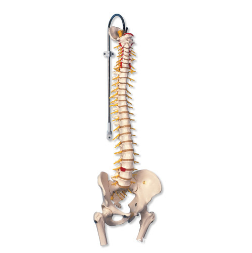【进口带股骨头的豪华型活动脊柱模型人体骨骼