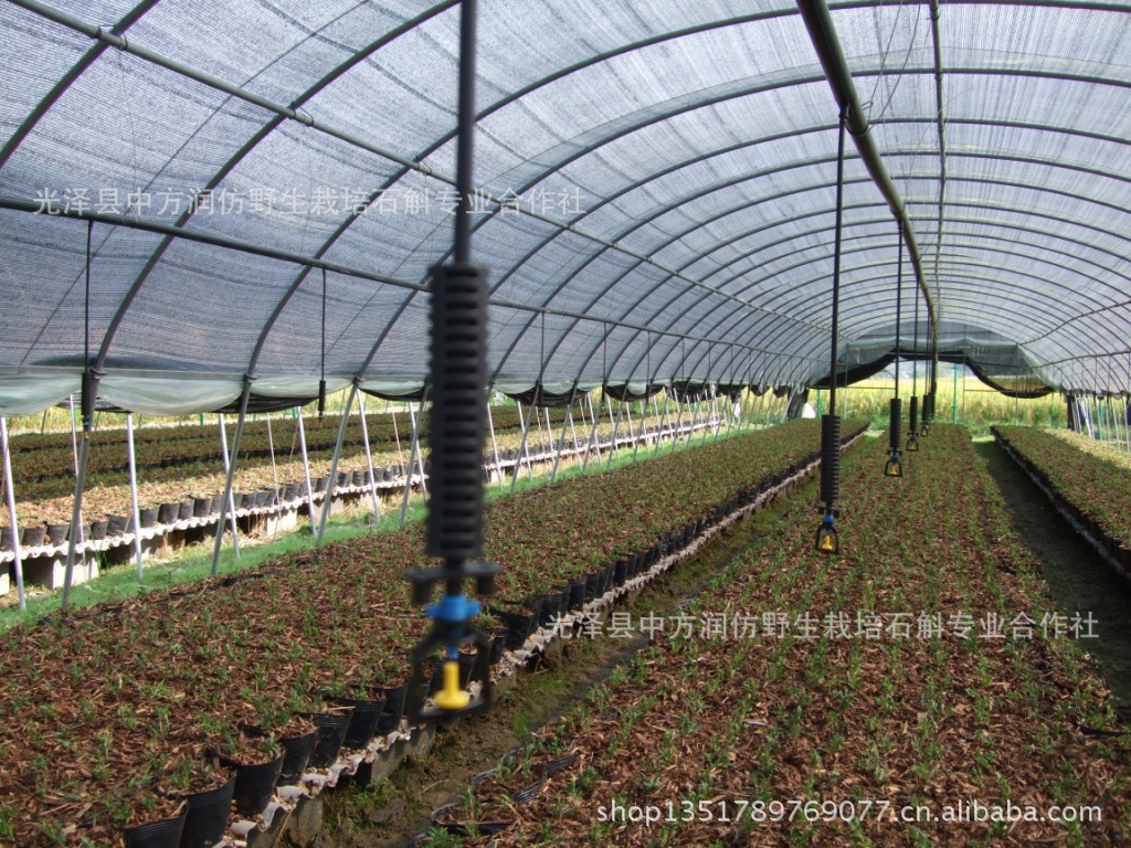 优质浙江雁荡山品种红杆软脚 中方润铁皮石斛