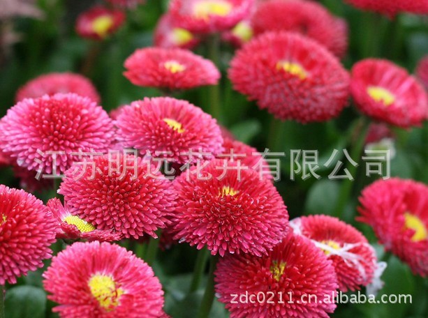 【供应花卉种子 雏菊种子 观花植物种子 草花种