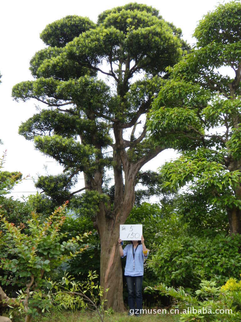 日本罗汉松 精品 优质 大型乔木