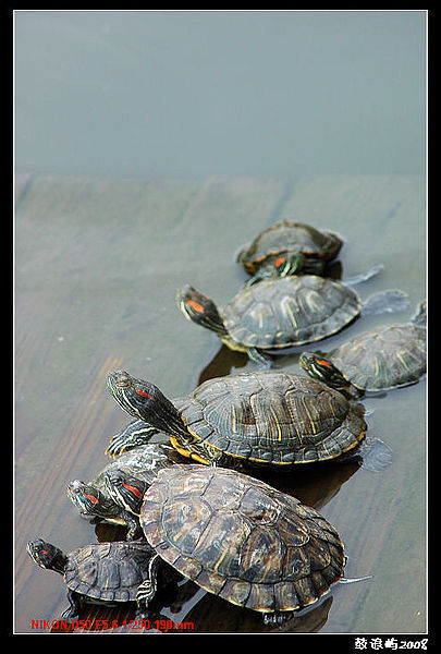 乌龟正在<em>河</em>里洗澡被癞蛤蟆<em>看见</em>了,- - 阿里巴巴