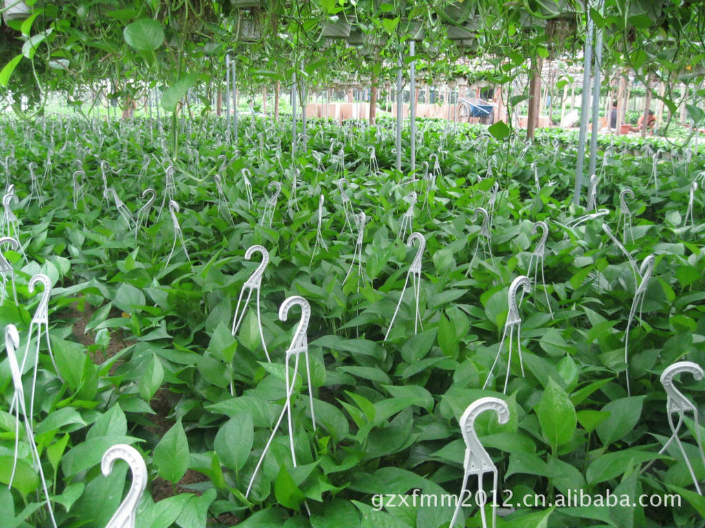 广州永蓝花卉种植大量直销优质绿萝吊兰