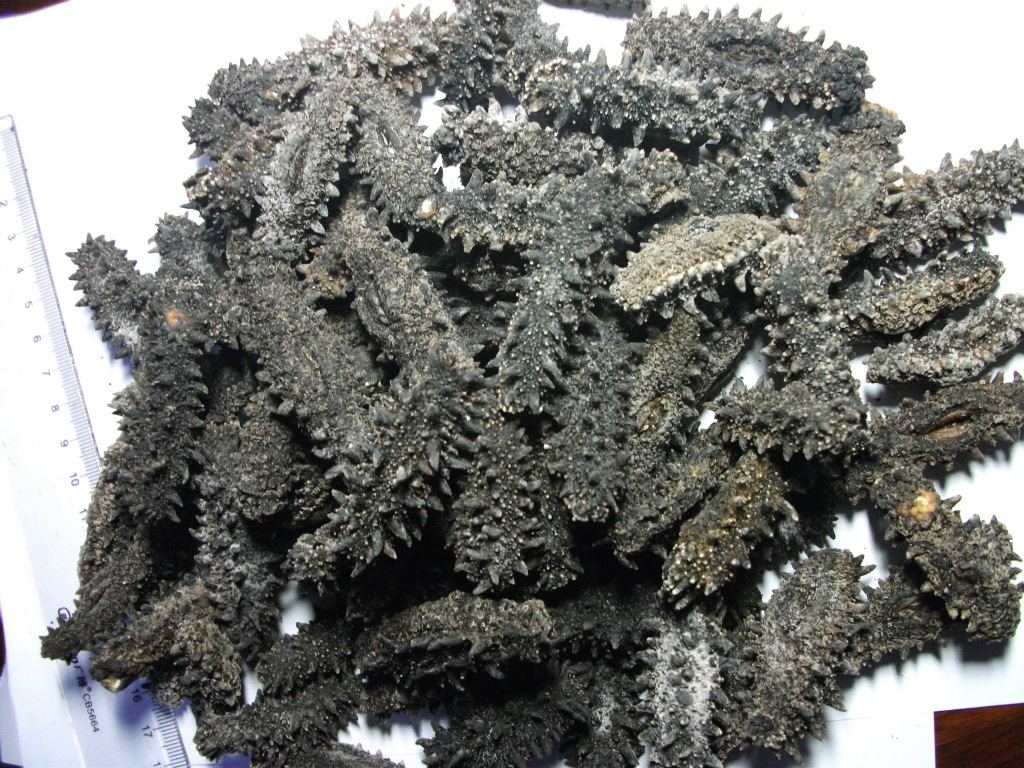 供 俄罗斯红海参 图片