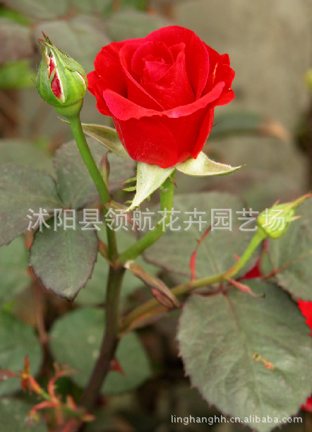 批發供應 玫瑰種子 當年新採 保質保量