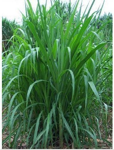 种苗、种子、种球-<em>杂交</em>狼尾草种子又叫<em>台湾杂</em>