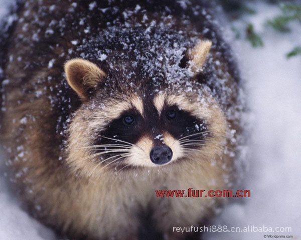 【专供貉子毛皮 貉子毛条 貉子毛 本色貉子毛条 特供】价格,厂家,图片,帽条,嘉兴若雨电子商务有限公司-马可波罗网