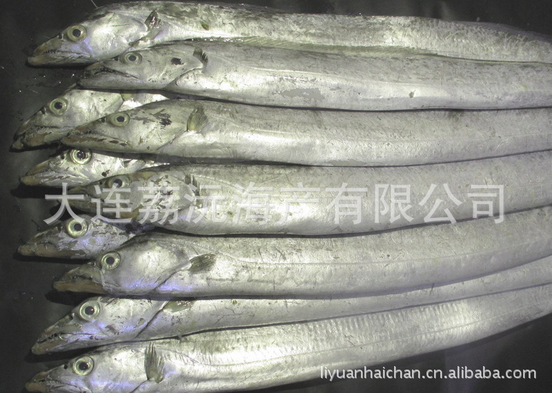 大连 海产 野生 渤海湾 1斤以上 优质大刀鱼