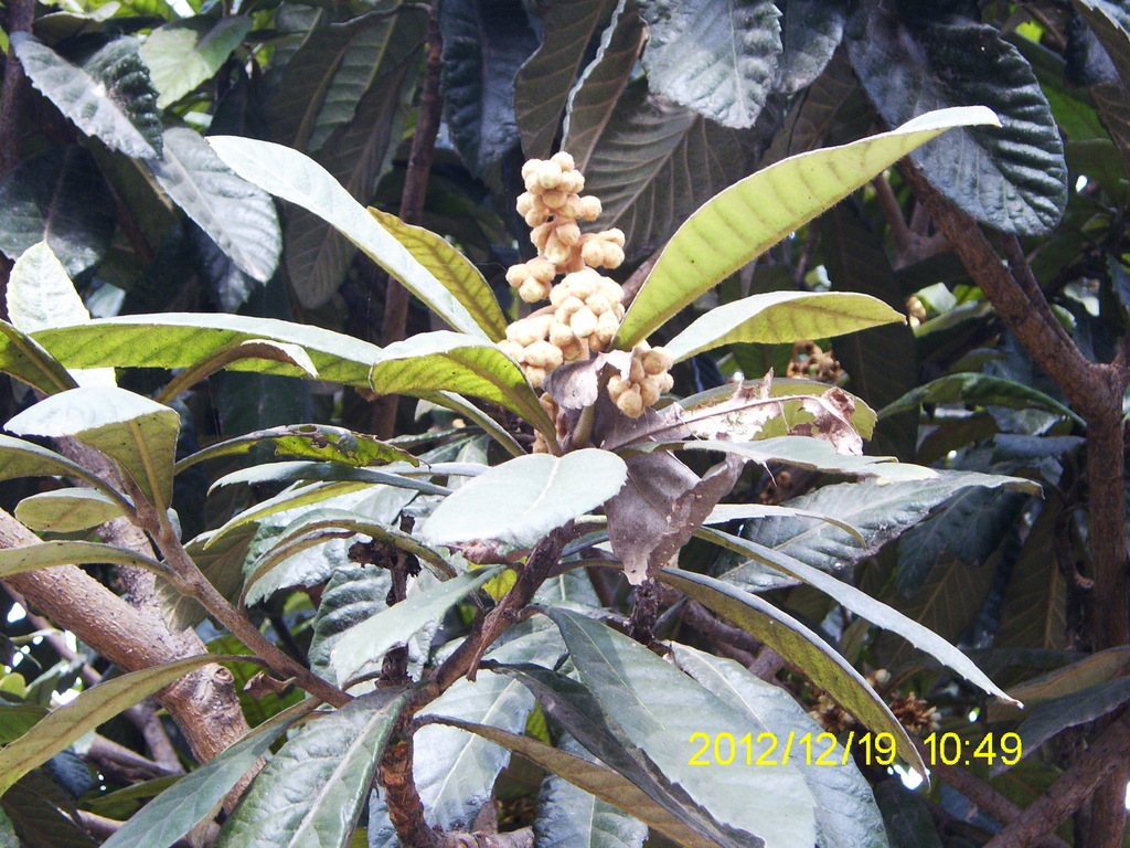 农村老家的枇杷树开花结果了,花园里还有零星