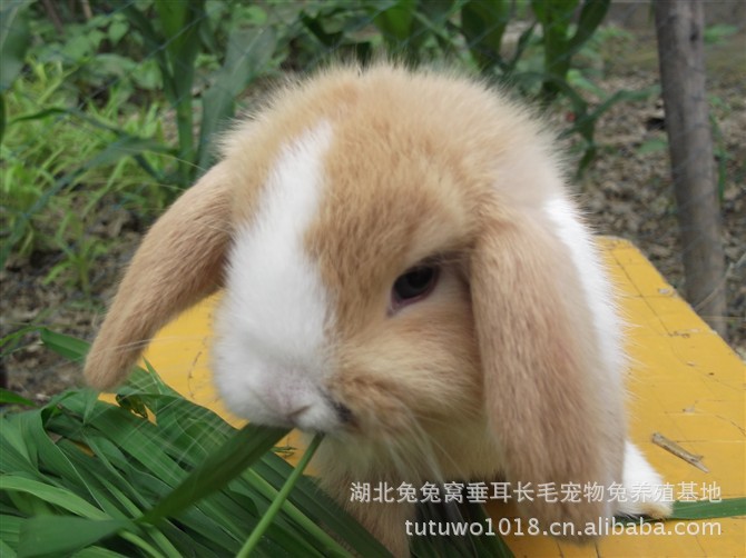 【大量批发各种宠物兔 疫苗已打】价格,厂家,图