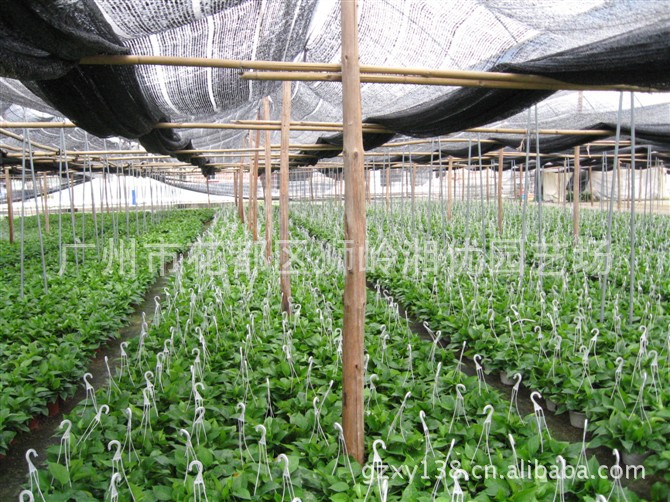 广州基地批发\/优质绿萝吊兰\/小盆栽观叶植物净