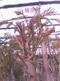 香椿芽-芽苗菜种植技术香椿芽苗菜种植无土栽