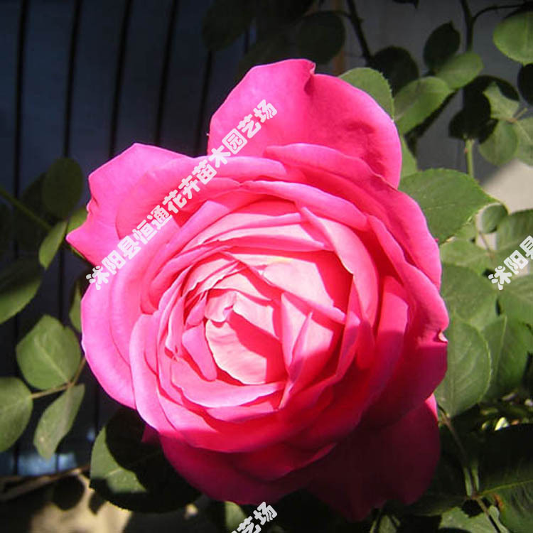 月季花 月季花苗 月季花小苗 大花香水月季 粉色 粉和平 嫁接苗