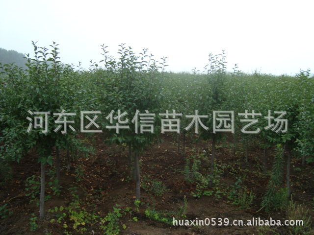 果树-批发供应优质做围栏用【花椒苗】、【枸