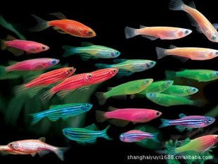 上海羽一热带观赏鱼养殖场多种淡水观赏热带鱼批发红,紫,蓝斑马