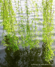 水杨甘_水杨甘价格_优质水杨甘批发\/采购