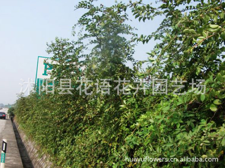 批发马甲子种子<em>马甲刺</em>、铁篱笆、鸟不站刺 花