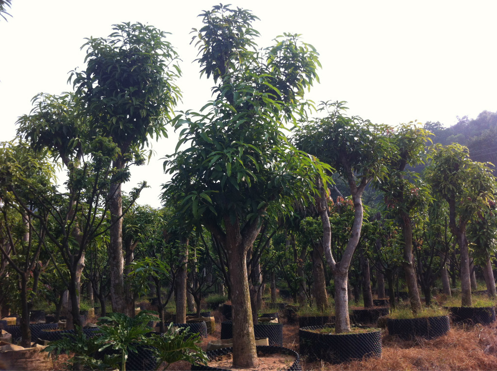 批发芒果树 供应芒果树 绿化工程树图片_1