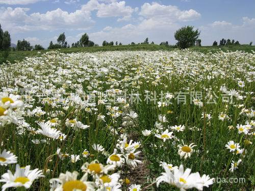 【海量销售各种野花种子西洋滨菊、波斯菊、金